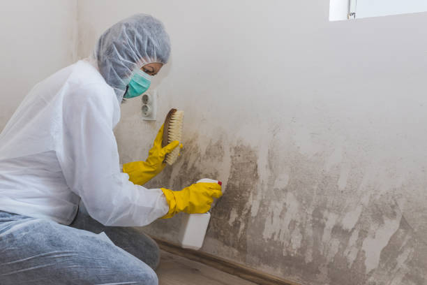 Mold Odor Removal Services in Addison, WV